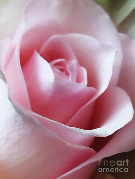 Jasna Dragun - Rose Pink Close up