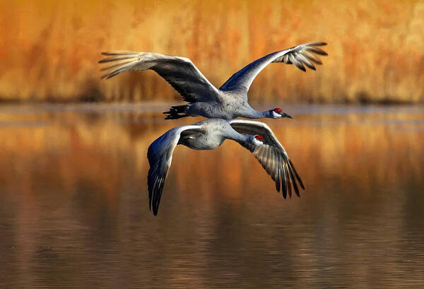 Sandi OReilly - Sandhill Cranes Flying Over Lake