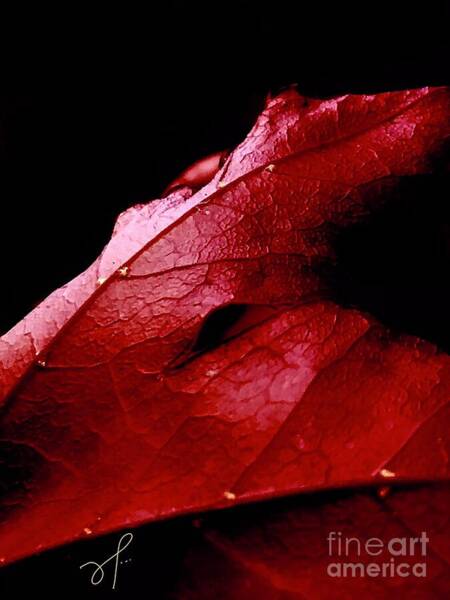 Lynne Paterson - Scarlett Red Maple Leaf