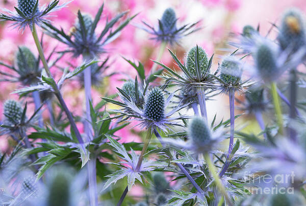 Tim Gainey - Sea Holly Big Blue 