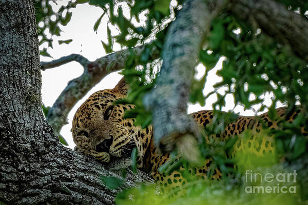 Venura Herath - Sleeping Leopard Beauty