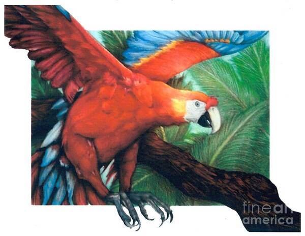 Derrick Bruno - The Flight of the Macaw