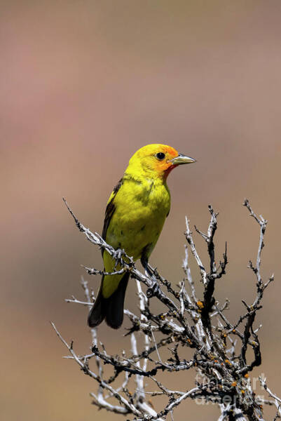 Michael Dawson - Western Tanager Profile