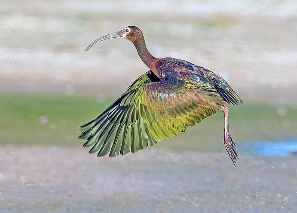 Tam Ryan - White-faced Ibis 1702-060522-4