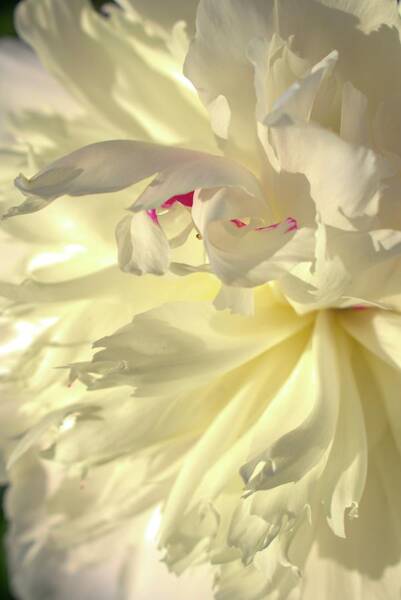 Cathy Mahnke - White Peony Petals - Georgeson Botanical Garden