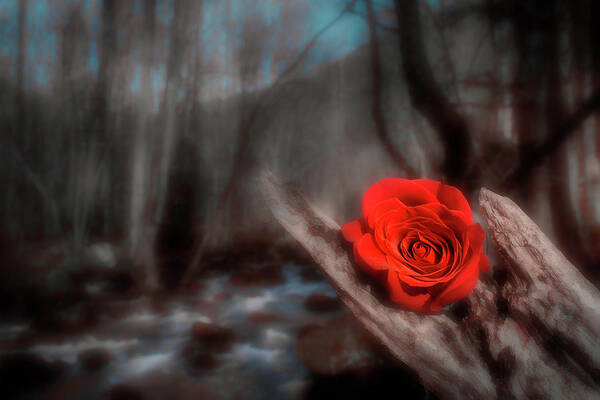 Jim Love - Woodland Rose
