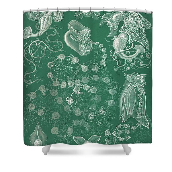 Ernst Haeckel, Siphonophorae, Hydrozoa #2 Shower Curtain