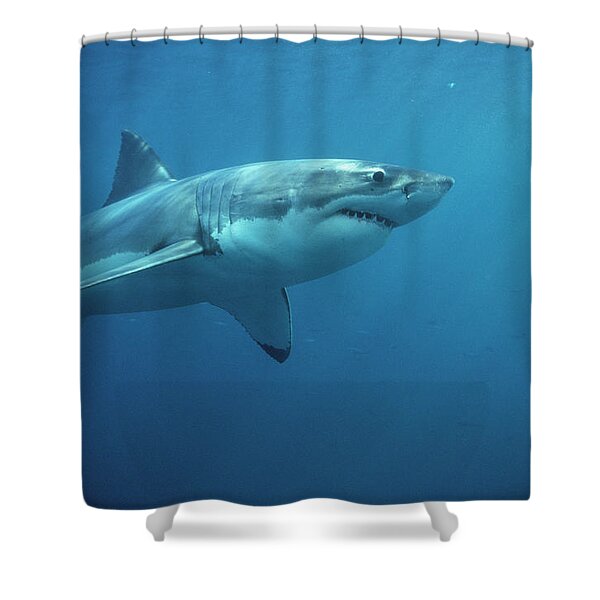 Great White Shark Carcharodon #3 Shower Curtain
