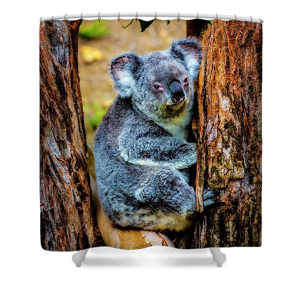 Koala Bears Shower Curtains for Sale - Pixels Merch