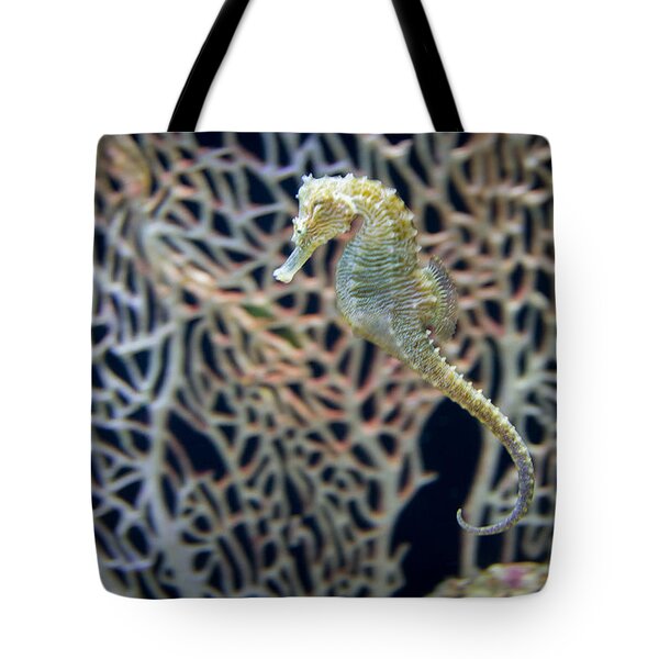  Photograph - Moody Garden's Sea Horse by Tim Stanley