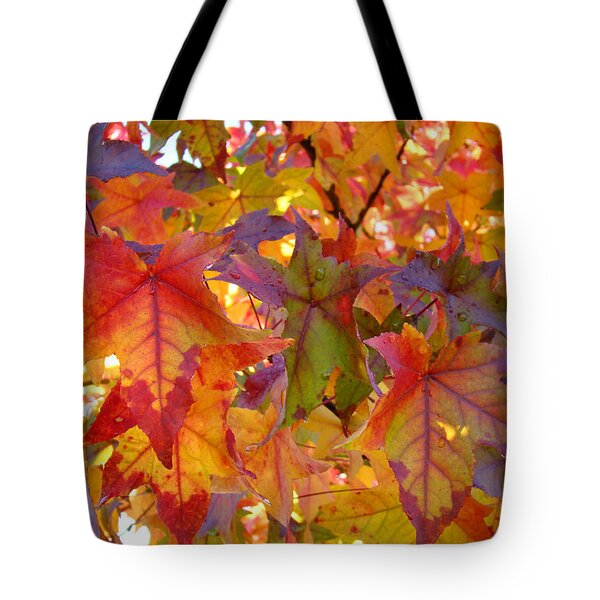 Colorful Autumn Leaves Art Prints Trees Photograph by Baslee Troutman