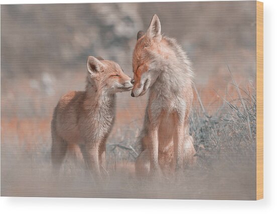 Tender Moment Between Fox and Kit Wood Print