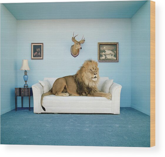 Lion Lying On Couch, Side View Wood Print