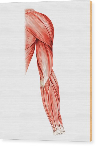 Muscles Of Right Upper Arm Photograph by Asklepios Medical Atlas