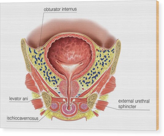 Prostate And Urinary Bladder Photograph By Asklepios Medical Atlas