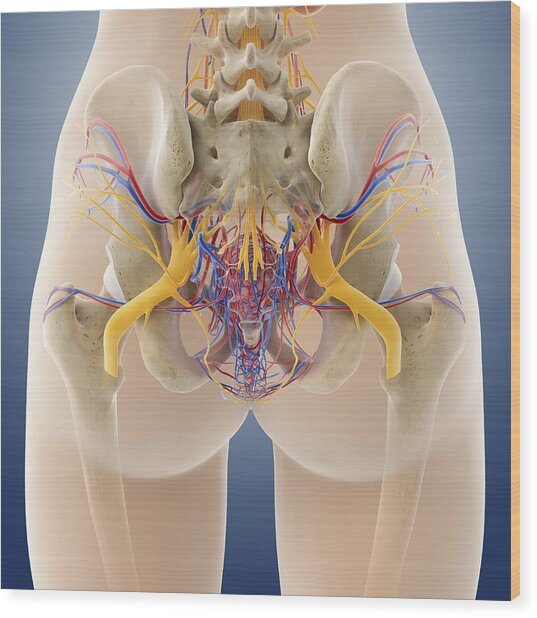 Female Pelvic Anatomy, Artwork Photograph by Science Photo Library