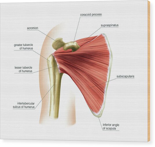Shoulder Muscles Photograph by Asklepios Medical Atlas