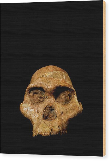 Hominid Fossil Skull Australopithecus Africanus Photograph By John | My ...