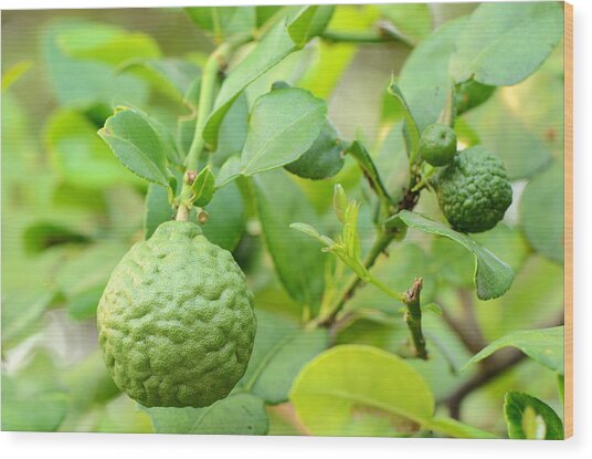 Kaffir Lime Or Bergamot Fruit On Tree By Dangdumrong