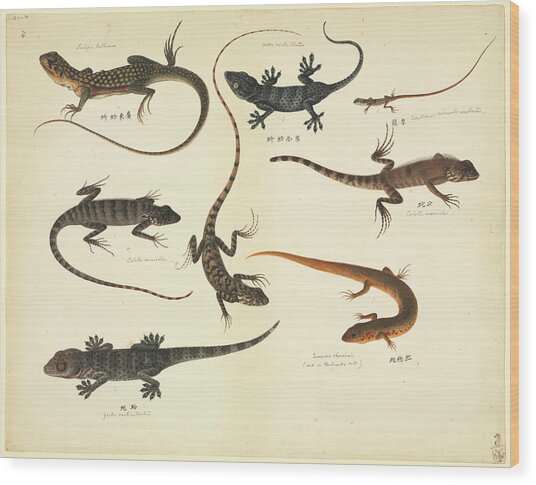 Download Plate 102: John Reeves Collection Zoology Photograph by Natural History Museum, London