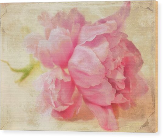 Vintage Pink Photograph by Cathie Tyler