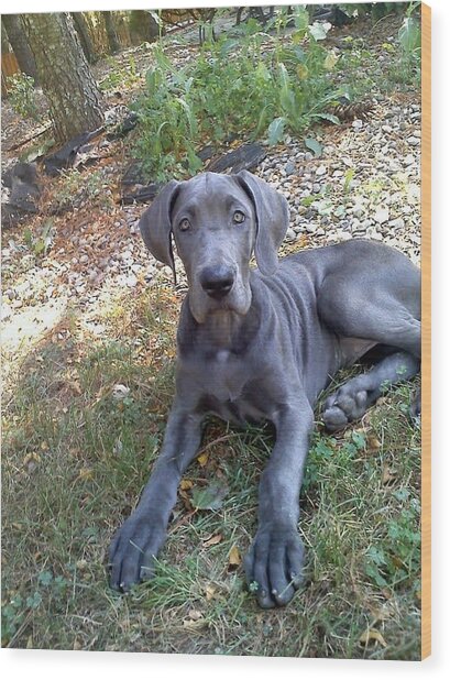 Blue Great Dane Puppy Photograph by Shannon Keavy