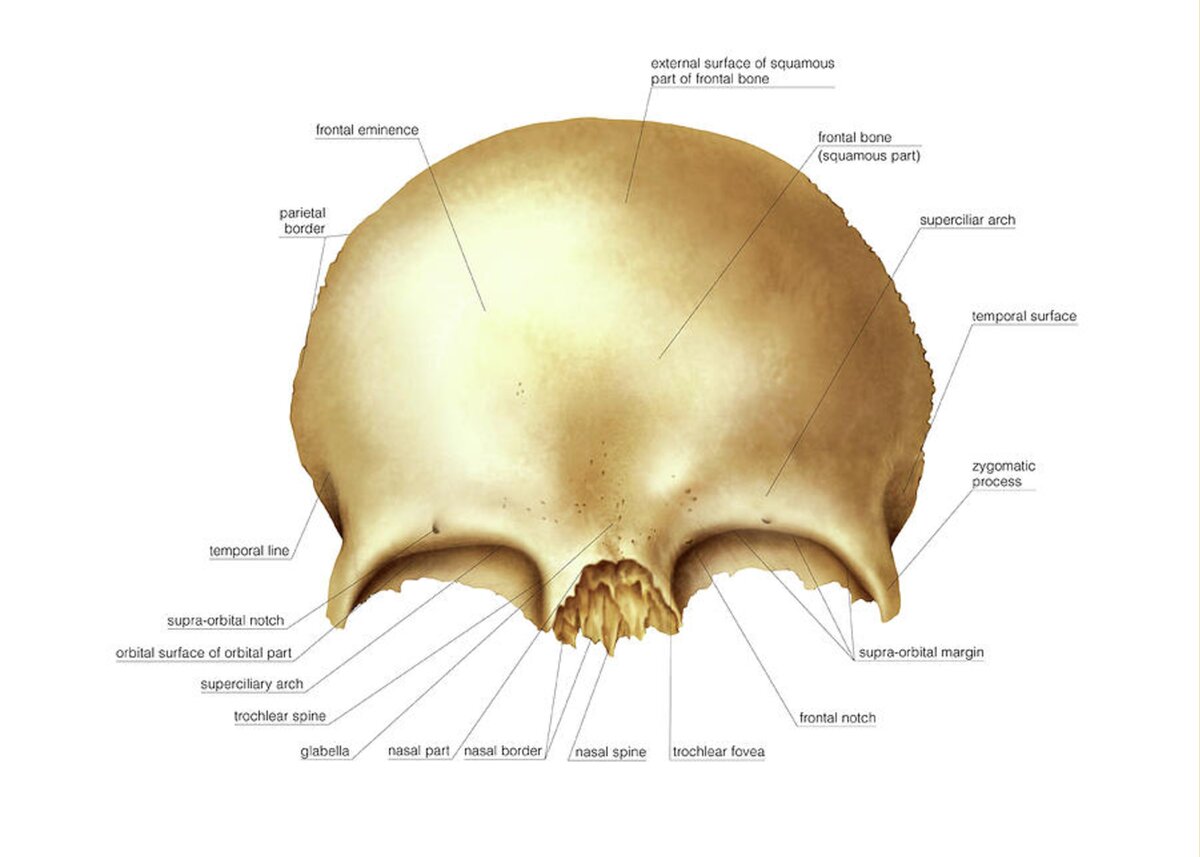 Frontal Bone Greeting Card For Sale By Asklepios Medical Atlas