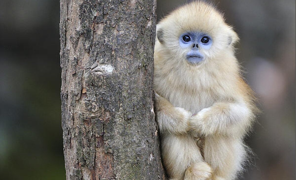 Golden Snub-nosed Monkey Young China Carry-all Pouch for Sale by Thomas ...