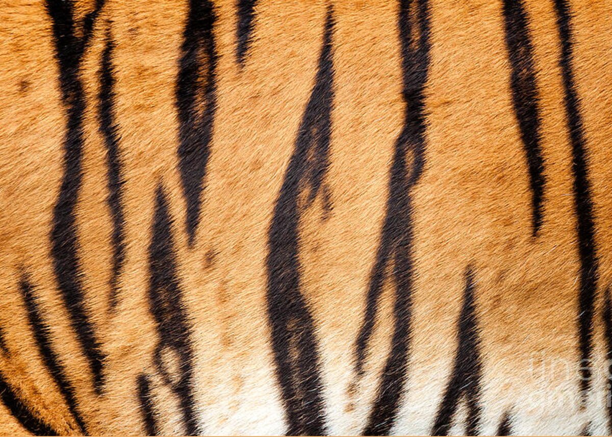 Real Tiger Fur Texture Greeting Card for Sale by Sarah Cheriton-Jones