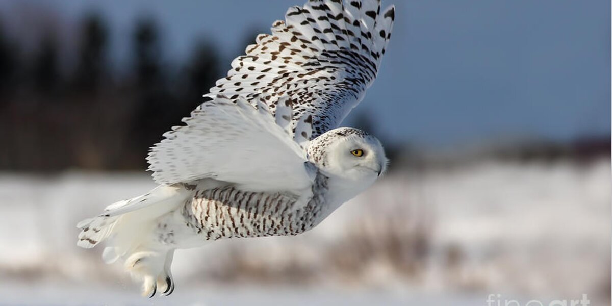 White angel - Snowy owl in flight Hand Towel for Sale by Mircea Costina ...
