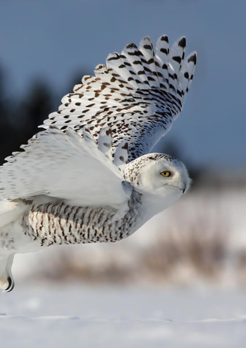 White angel - Snowy owl in flight Spiral Notebook for Sale by Mircea ...