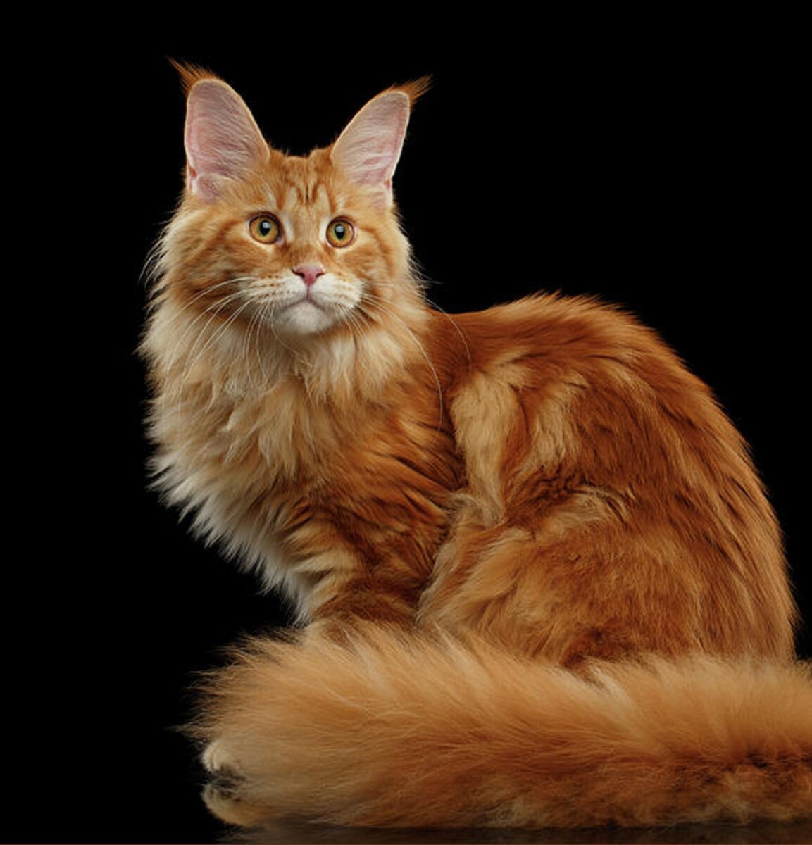 Ginger Maine Coon Cat Isolated on Black Background Shower Curtain for ...