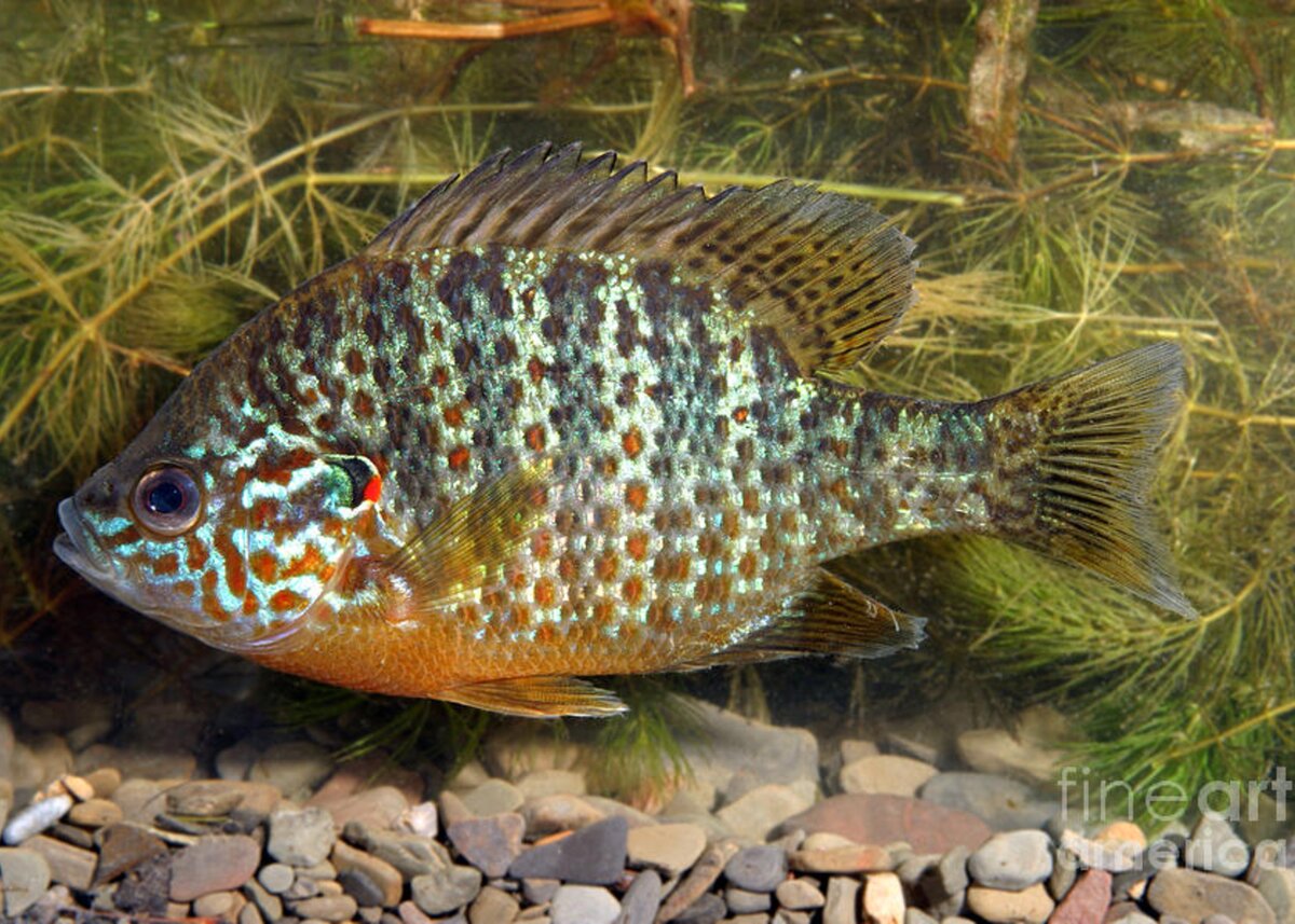Pumpkinseed Sunfish For Sale