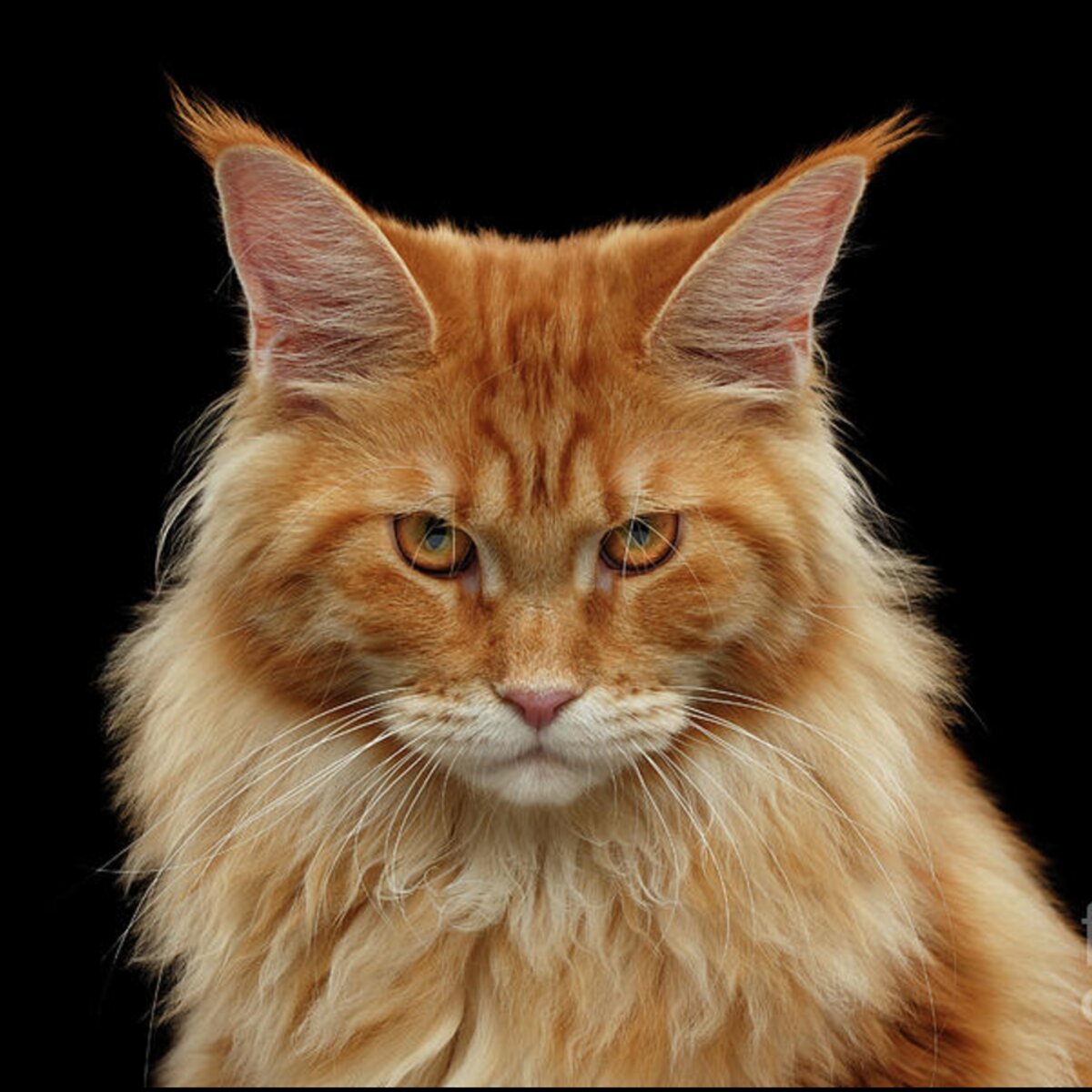 Angry Ginger Maine Coon Cat Gazing on Black background Throw Pillow for ...
