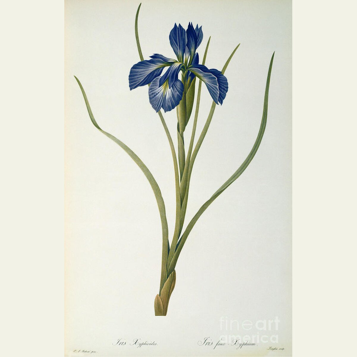 Iris Xyphioides Duvet Cover for Sale by Pierre Joseph Redoute