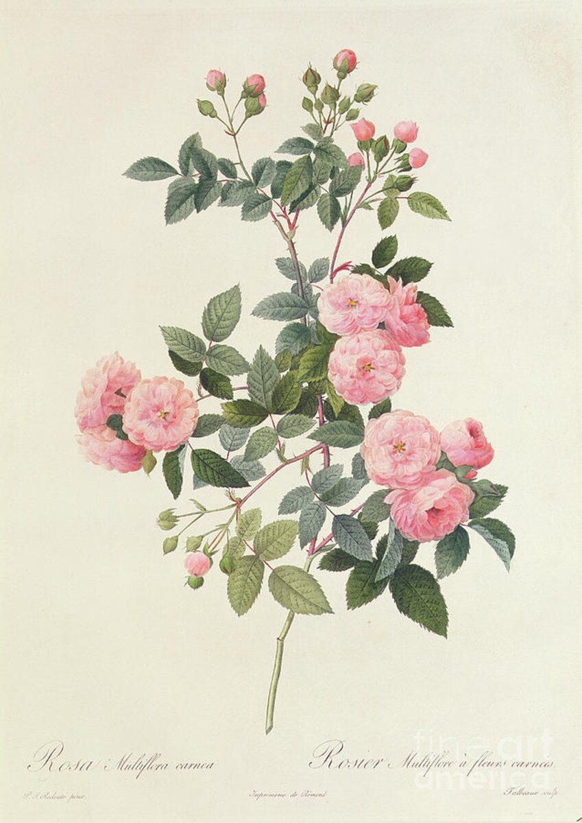 Rosa Multiflora Carnea Spiral Notebook for Sale by Pierre Joseph Redoute
