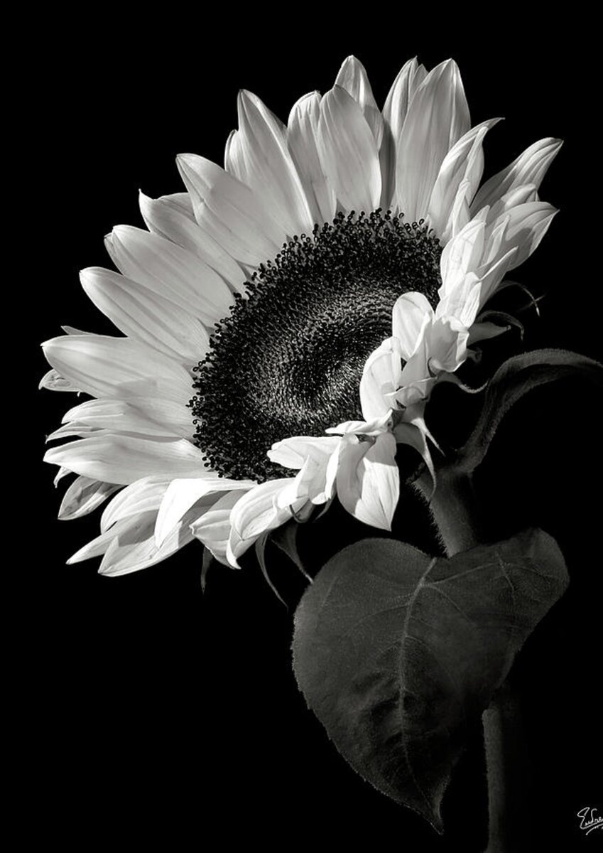 Sunflower in Black and White Spiral Notebook for Sale by Endre Balogh