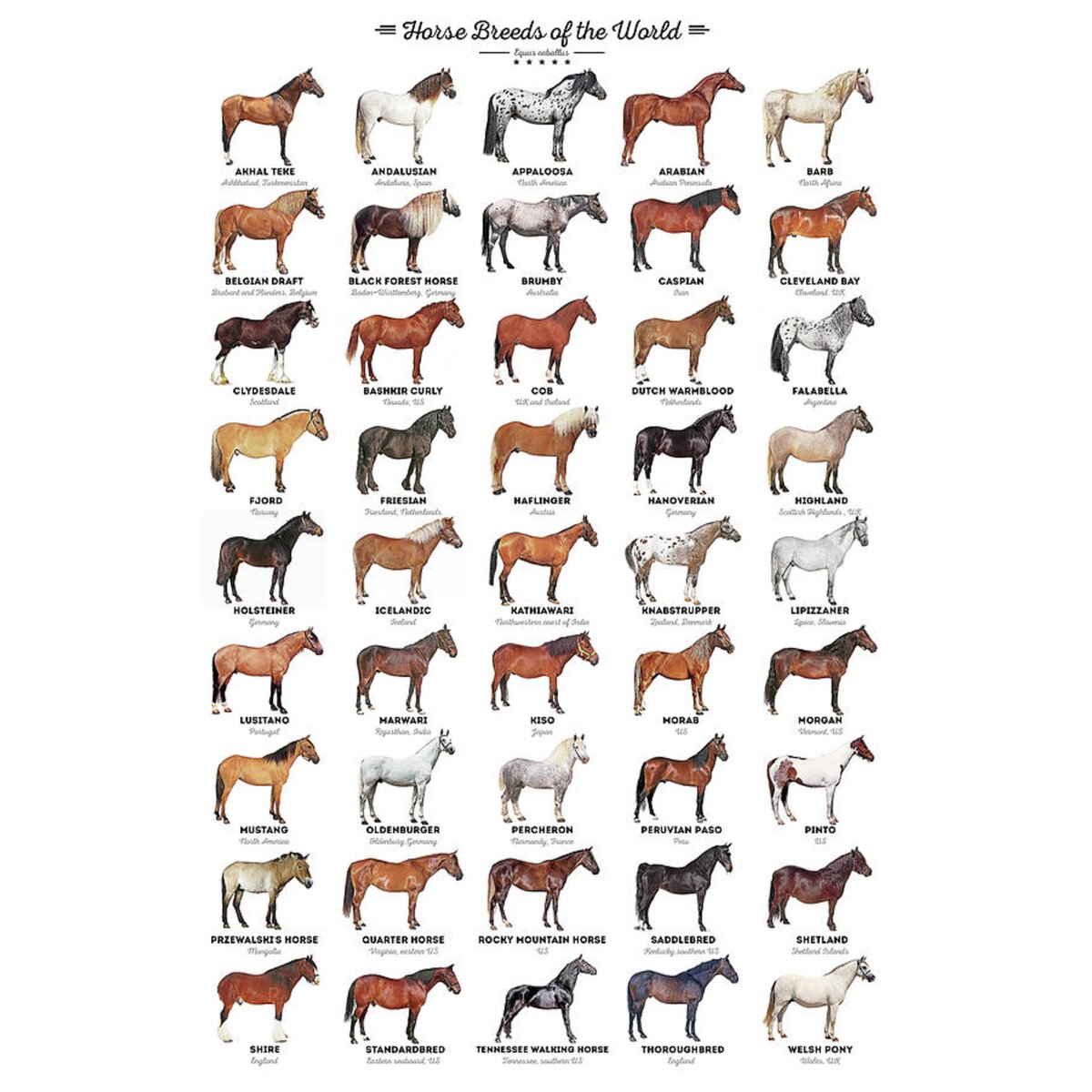 Horse Breeds of the World Duvet Cover for Sale by Zapista OU