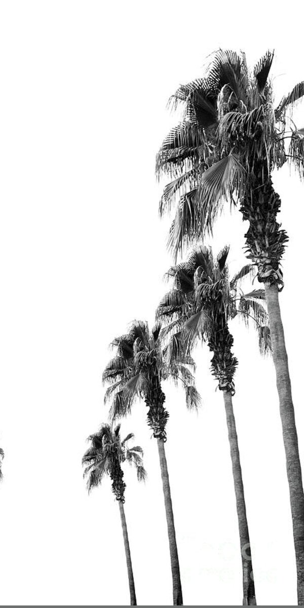 Bohemian Black and White Palms #1 #minimal #tropical #decor #art Beach ...