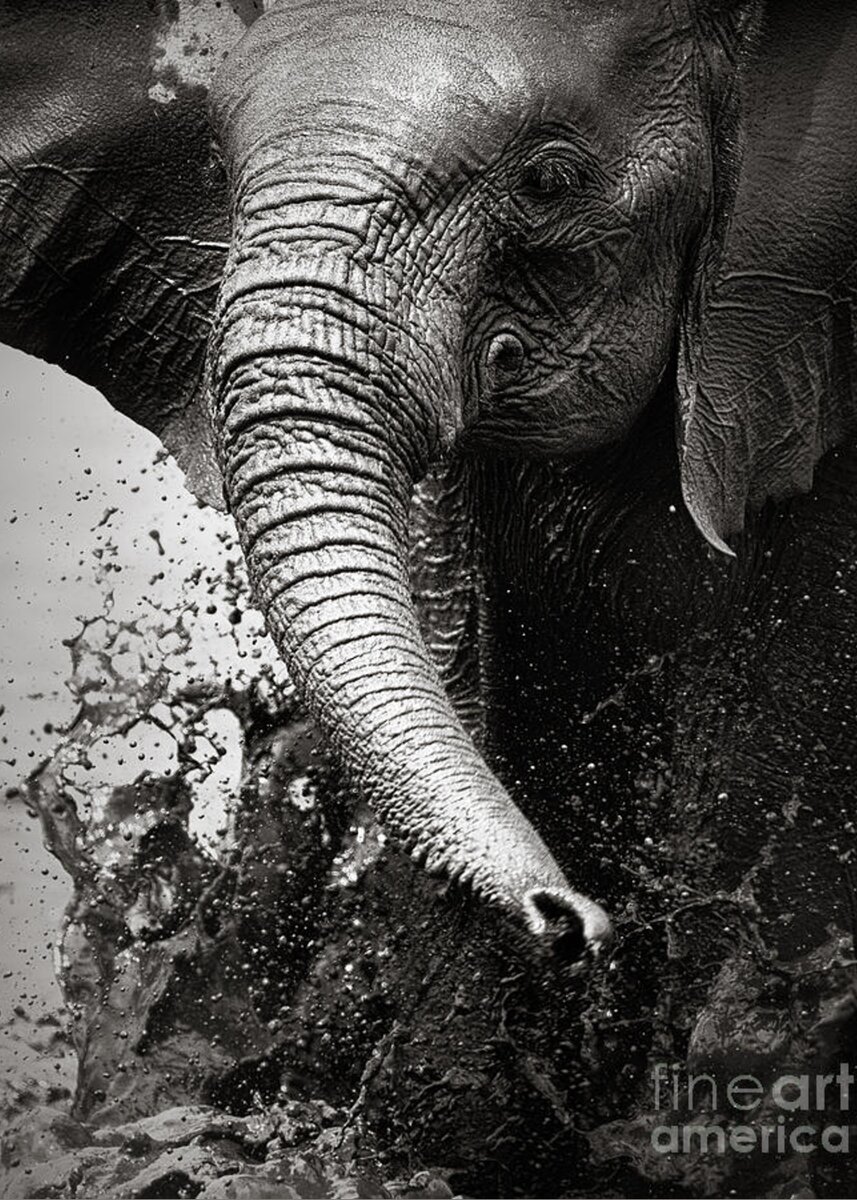 Elephant Splashing Water With Trunk Greeting Card For Sale By Johan