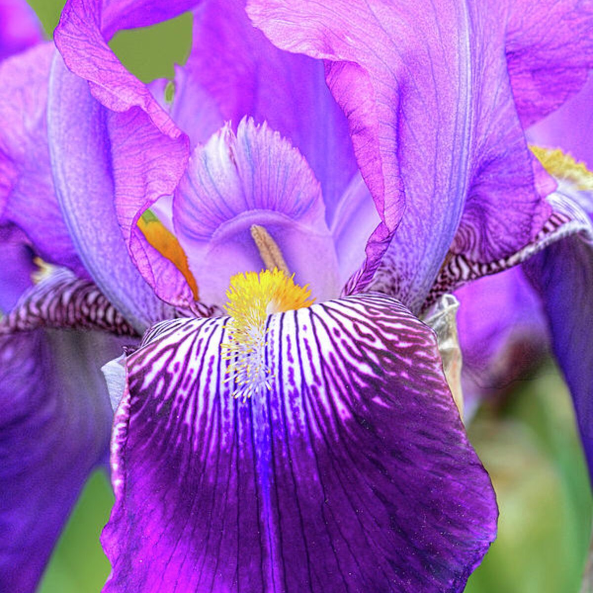 Purple Iris Flower Portrait Round Beach Towel for Sale by Regina Geoghan