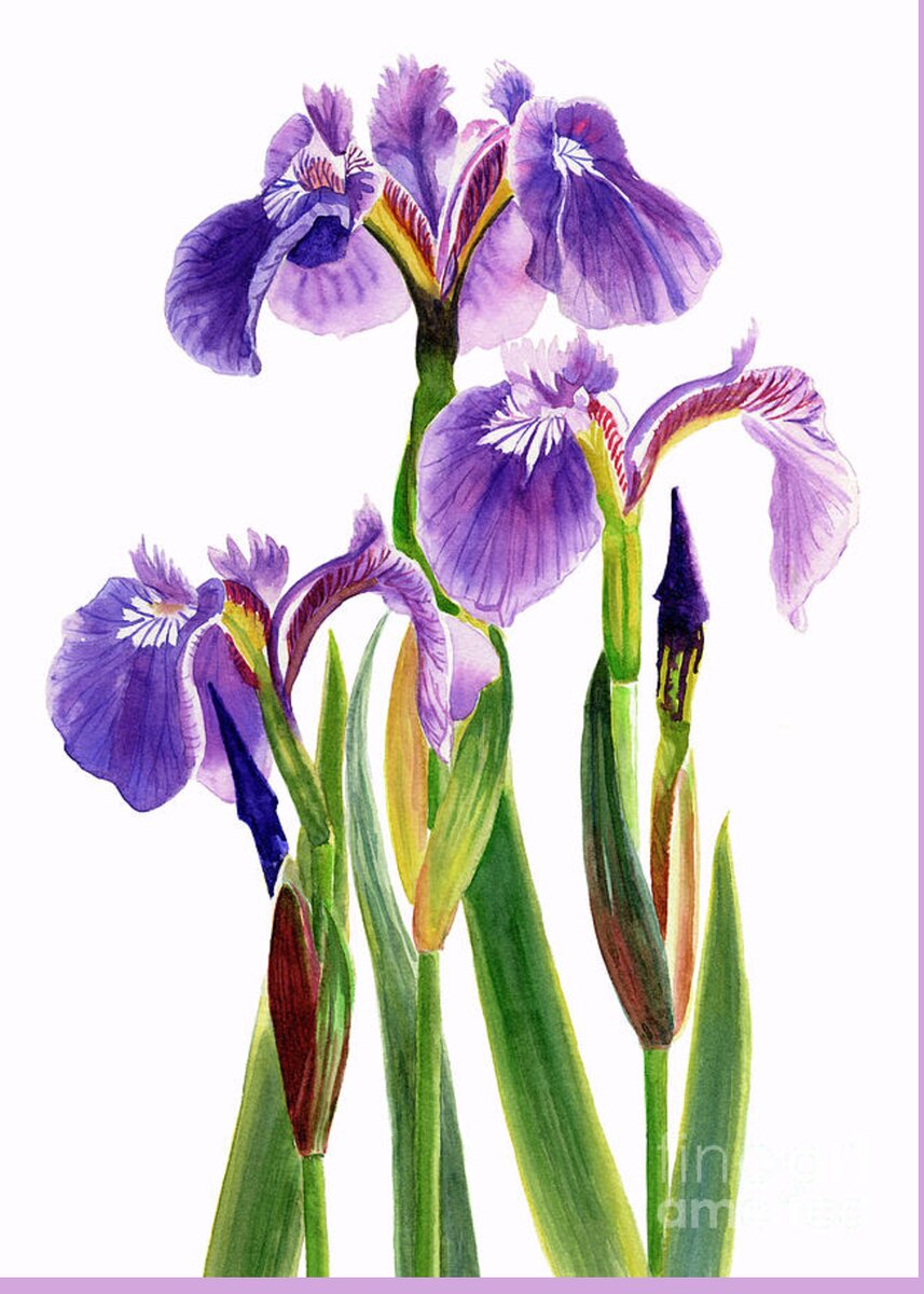 Three Wild Irises on White Greeting Card for Sale by Sharon Freeman