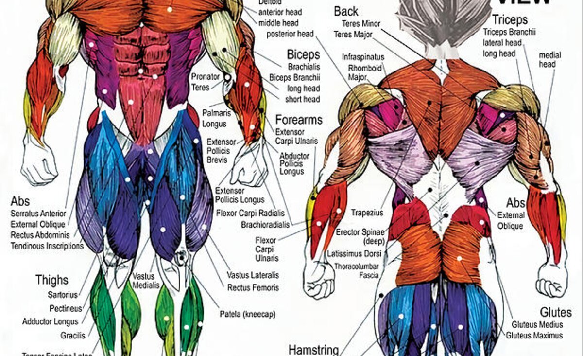 Saiyan Anatomy Chart Muscle Diagram Anime Poster Carry-all Pouch by ...