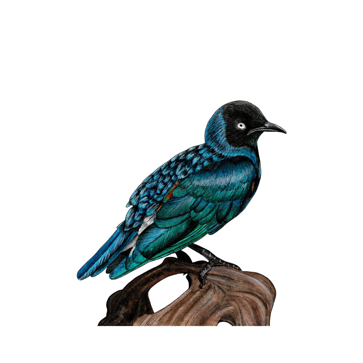 Superb starling Duvet Cover for Sale by Loren Dowding