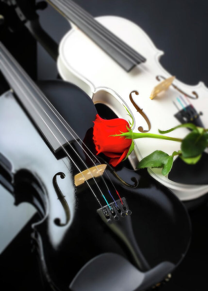White And Black Violin With Red Rose Greeting Card for Sale by Garry Gay
