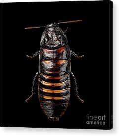 Cockroach Acrylic Prints