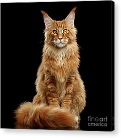 Ginger Cat Acrylic Prints