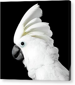 Cockatoo Acrylic Prints