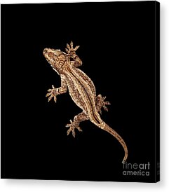 Reptile Acrylic Prints