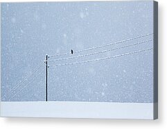 Winter Crows Photos Acrylic Prints